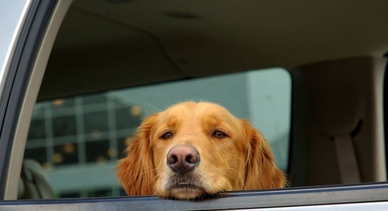 Driving with your pet in the car