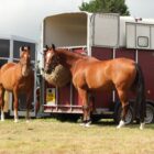 What size horsebox can I drive on a car licence - HGV Training Network